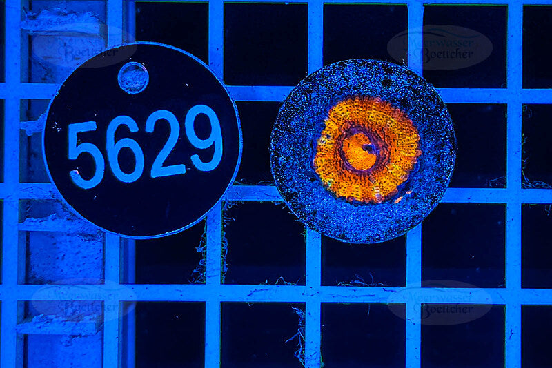 Acanthastrea lordhowensis Rainbow | LPS Koralle | WYSIWYG