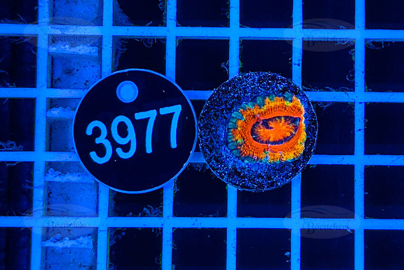 Acanthastrea lordhowensis Rainbow | LPS Koralle | WYSIWYG