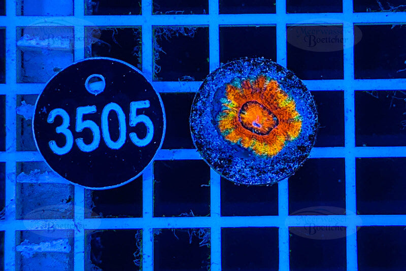 Acanthastrea lordhowensis Rainbow | LPS Koralle | WYSIWYG