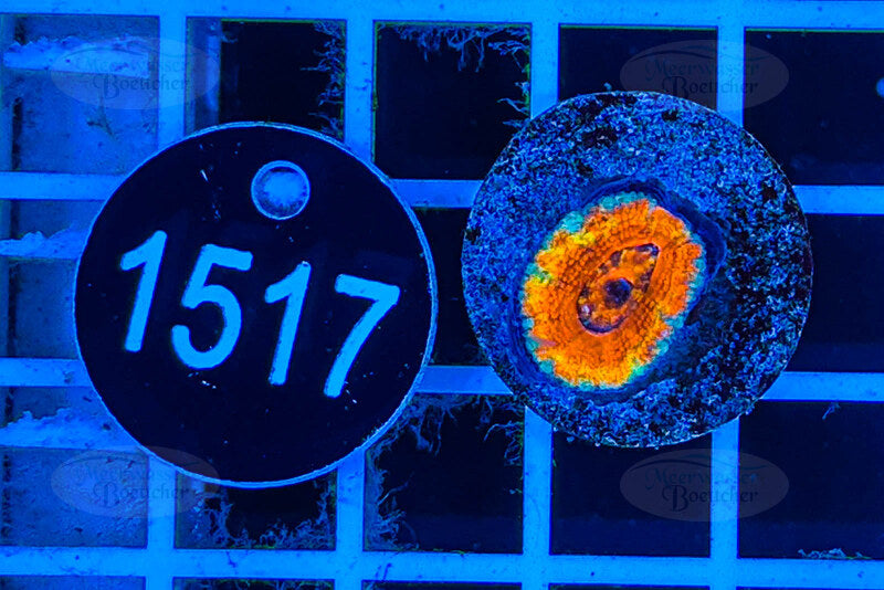 Acanthastrea lordhowensis Rainbow | LPS Koralle | WYSIWYG