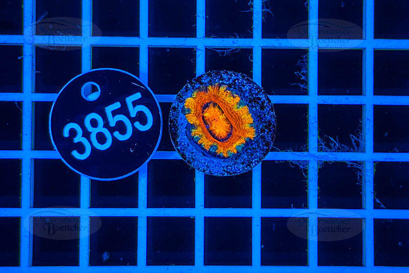 Acanthastrea lordhowensis | Corail LPS | WYSIWYG