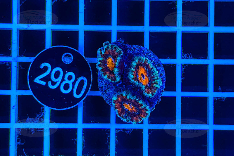 Acanthastrea lordhowensis | LPS Koralle | WYSIWYG