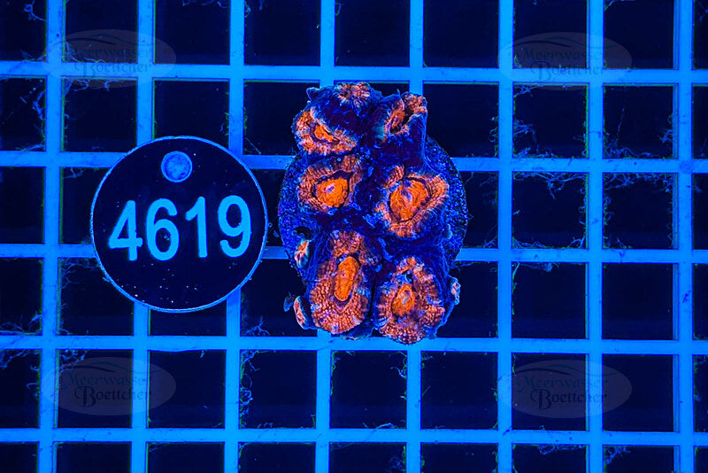 Acanthastrea lordhowensis | Corail LPS | WYSIWYG