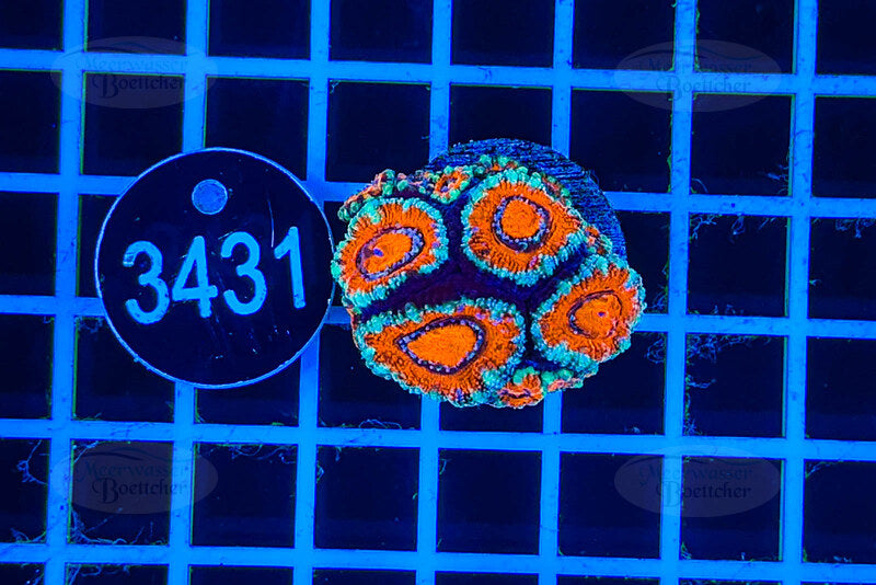 Acanthastrea lordhowensis | LPS Koralle | WYSIWYG