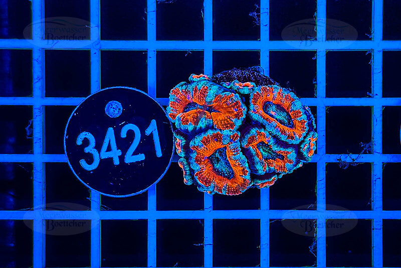 Acanthastrea lordhowensis | Corail LPS | WYSIWYG