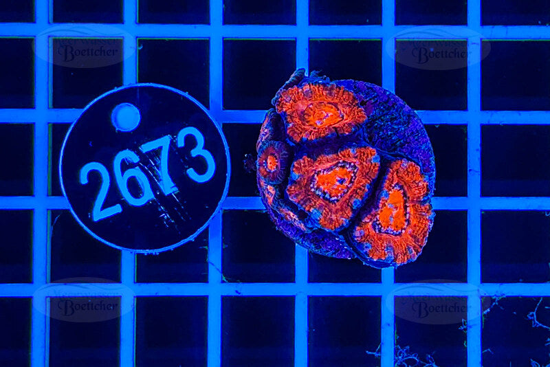 Acanthastrea lordhowensis | Corail LPS | WYSIWYG