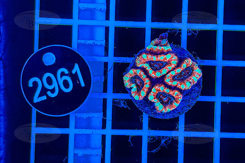 Acanthastrea lordhowensis | LPS Koralle | WYSIWYG