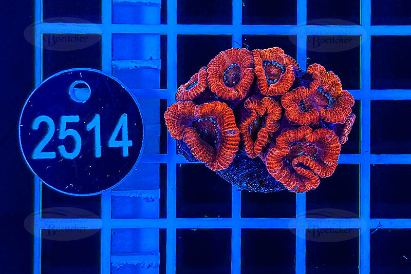 Acanthastrea lordhowensis | LPS Koralle | WYSIWYG