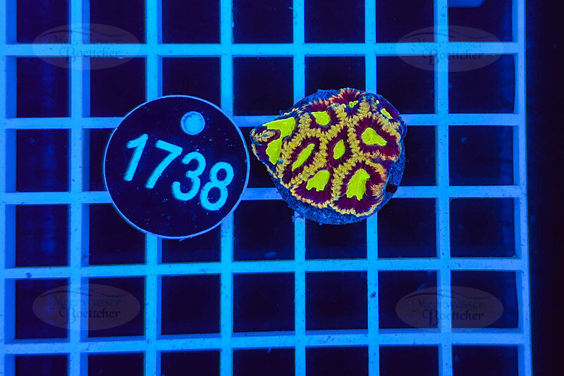 Favia | LPS Koralle | WYSIWYG