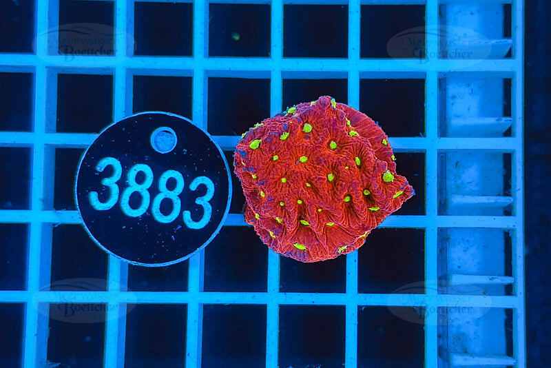 Favites | LPS Koralle | WYSIWYG