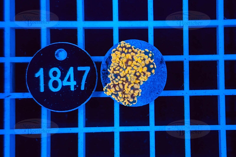 Euphyllia paradivisa | LPS Koralle | WYSIWYG