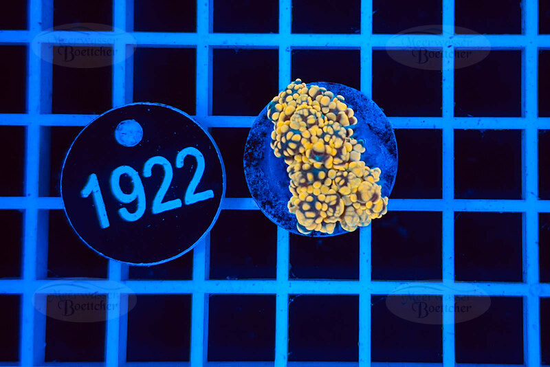 Euphyllia paradivisa | LPS Coral | WYSIWYG