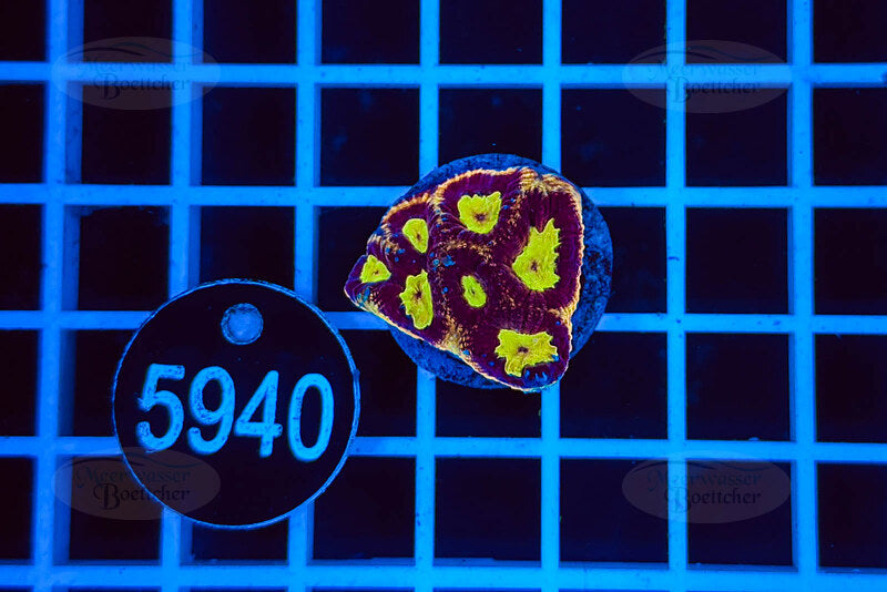 Favia | LPS Koralle | WYSIWYG