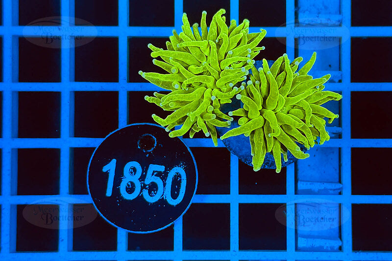 Euphyllia glabrescens | LPS Koralle | WYSIWYG