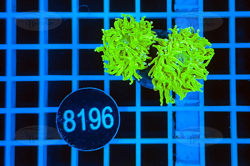 Euphyllia glabrescens | LPS Koralle | WYSIWYG