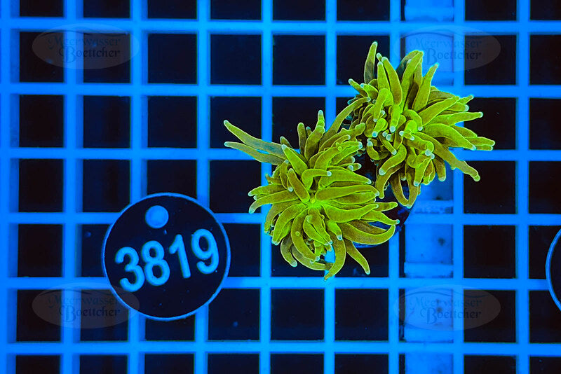 Euphyllia glabrescens | LPS Koralle | WYSIWYG