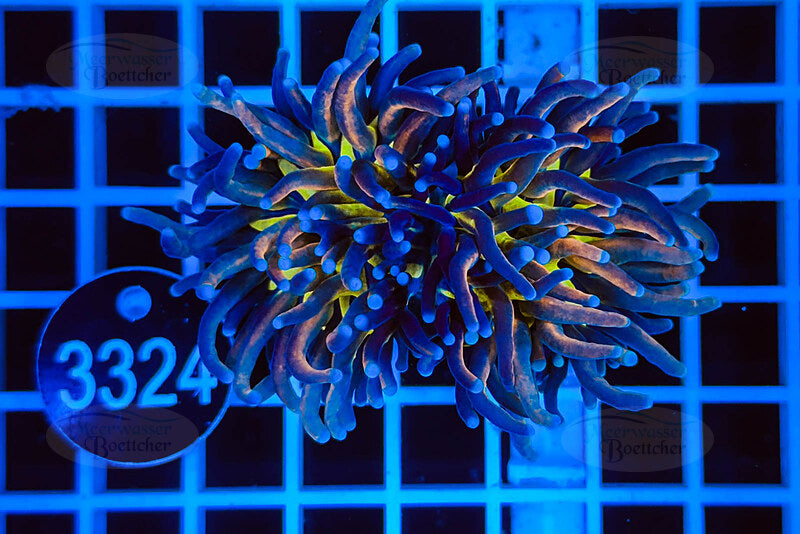 Euphyllia glabrescens | Corail LPS | WYSIWYG