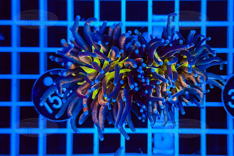 Euphyllia glabrescens | LPS Koralle | WYSIWYG