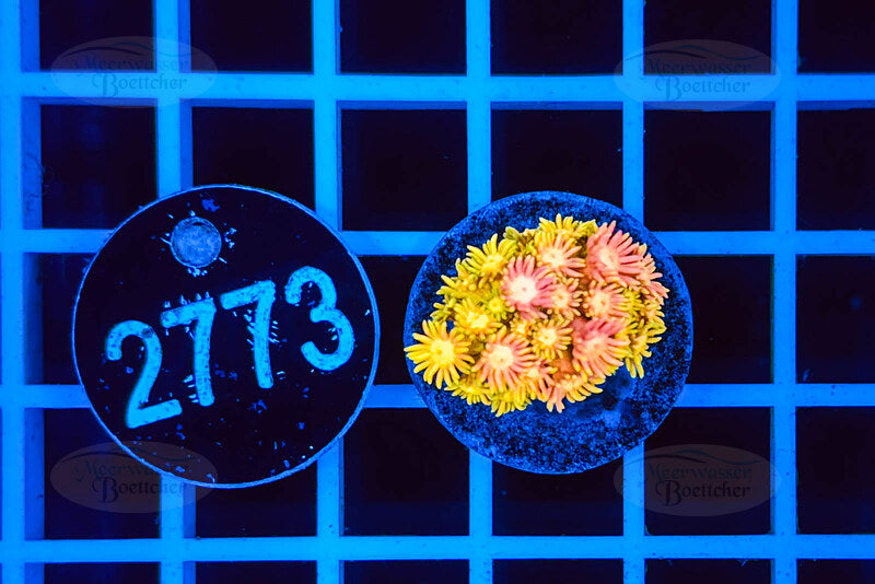 Goniopora | Corail LPS | WYSIWYG