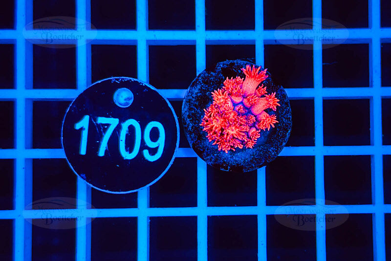 Goniopora | Corail LPS | WYSIWYG