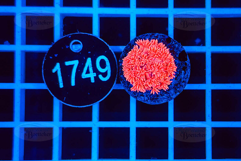 Goniopora | Corail LPS | WYSIWYG