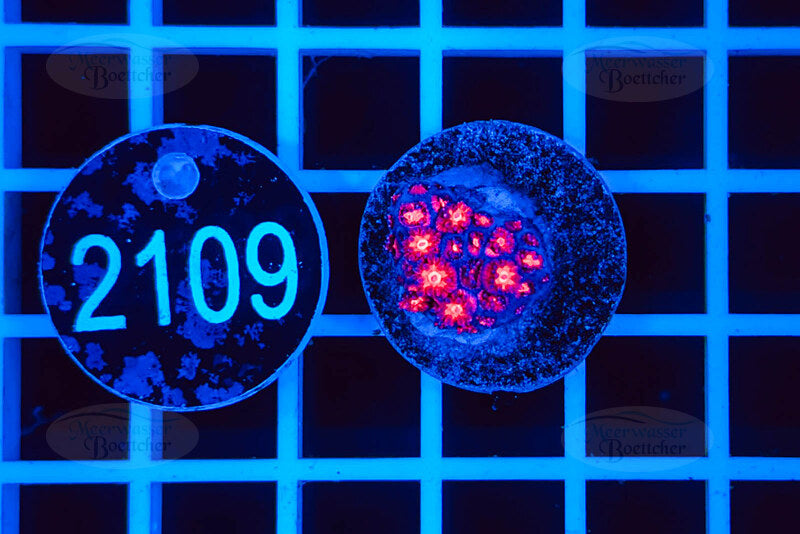 Goniopora | Corail LPS | WYSIWYG