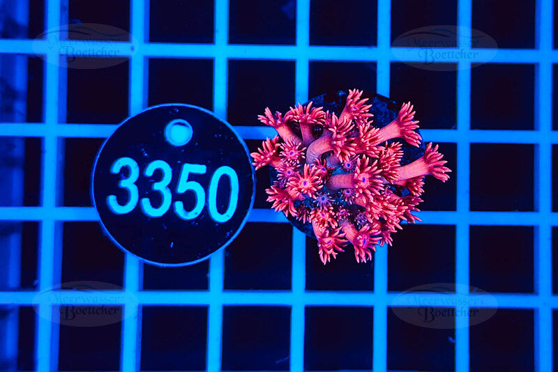 Goniopora | Corail LPS | WYSIWYG