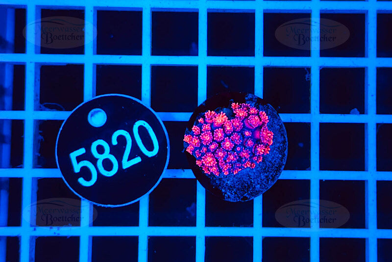 Goniopora | LPS Coral | WYSIWYG