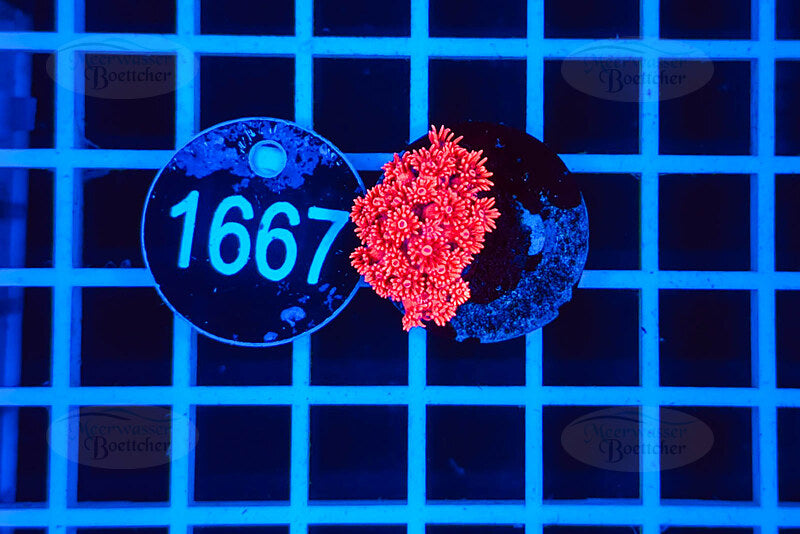 Goniopora | LPS Coral | WYSIWYG