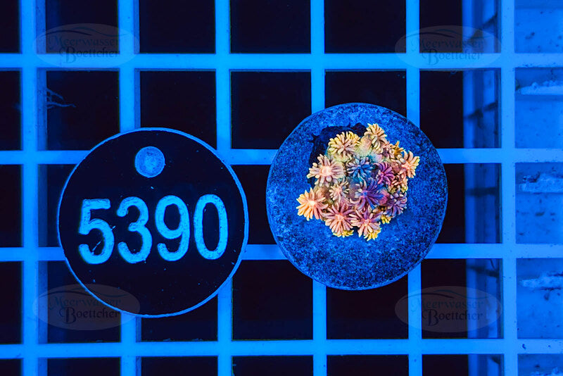 Goniopora | LPS Coral | WYSIWYG