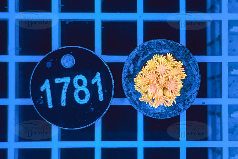 Goniopora | LPS Coral | WYSIWYG