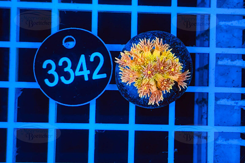 Goniopora | LPS Coral | WYSIWYG