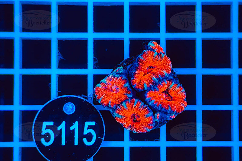 Acanthastrea lordhowensis | Corail LPS | WYSIWYG