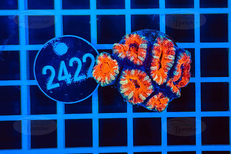 Acanthastrea lordhowensis | Corail LPS | WYSIWYG