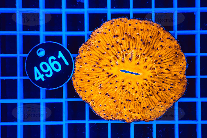 Fungia | LPS Koralle | WYSIWYG