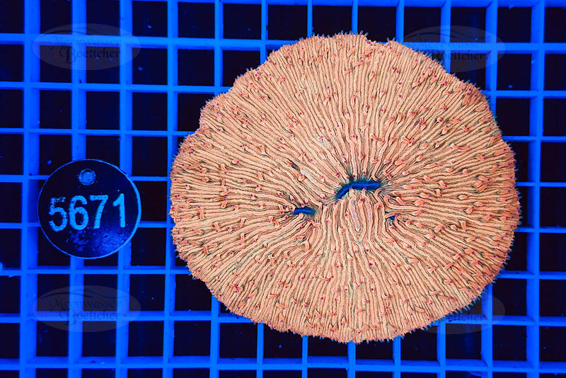 Fungia | LPS Koralle | WYSIWYG