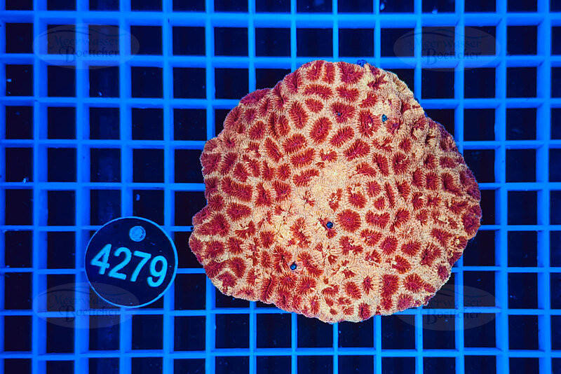 Favia | LPS Koralle | WYSIWYG