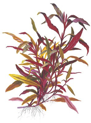 Alternanthera reineckii 'Rose' en pot