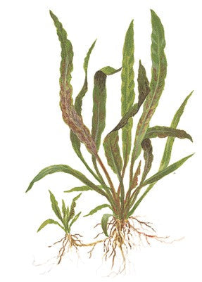 Cryptocoryne albida 'Brown' in pot
