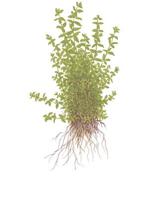 Hemianthus micranthemoides