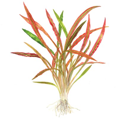 Cryptocoryne spiralis 'Red' in pot