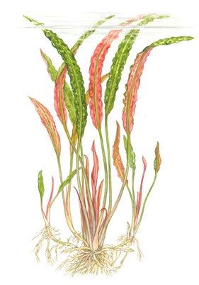 Cryptocoryne usteriana im Topf