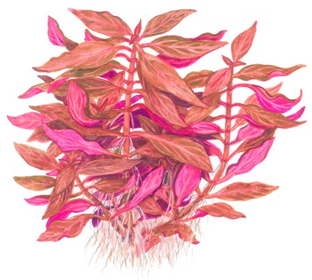 Alternanthera reineckii 'Rosanervig' en pot