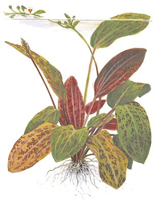 Echinodorus 'Ozelot' in a pot
