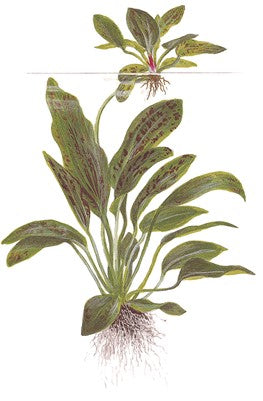 Echinodorus 'Ozelot Green' in pot