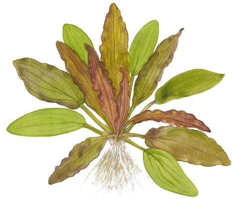Echinodorus 'Red Diamond' - Tropica Pot