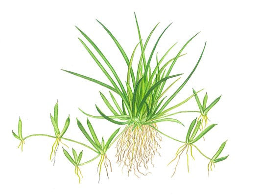 Littorella uniflora