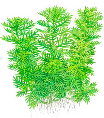 Hottonia palustris (Topf)