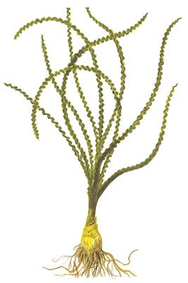 Lis crochet thaïlandais - Crinum thaianum