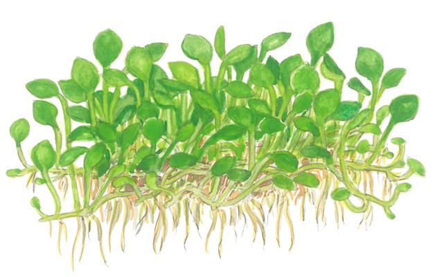 Marsilea minuta